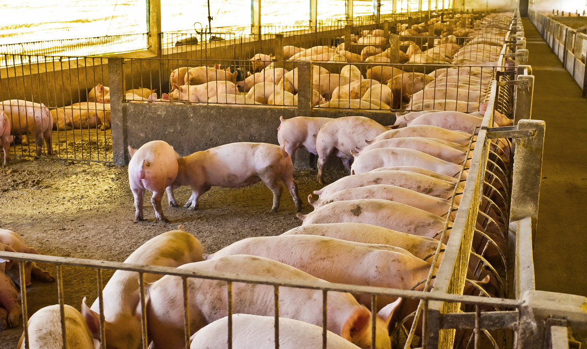 pig pig farm